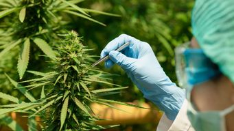 Hemp Producers Dealt Major Blow in New Federal Spending Bill