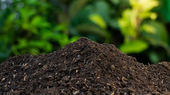       Get the Dirt on How to Compost at Home! 