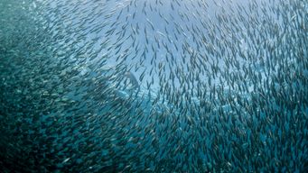 Moalboal's sardine run beach among Southeast Asia's best