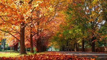 The Reasons We Love Fall So Much, According to Science. There’s a bigger story behind your pumpkin-spice obsession