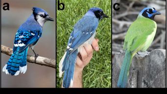 When Uncommon Encounters Take Flight: How changing habitats may spark rare hybrids like the blue jay–green jay mix