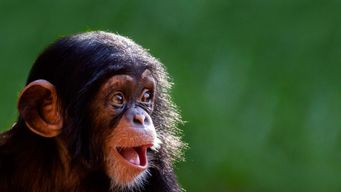 Adorable baby and animal moments that will make you smile