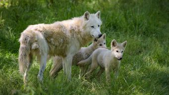 Scientists say they revived an extinct wolf species. A vote will decide their future.