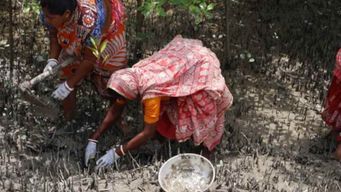 From Loss to Leadership: How Tiger Widows Are Reviving a Threatened Habitat