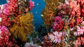 Coral reefs could feed millions if we let them rebuild