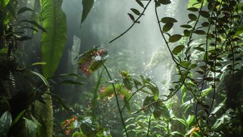 Costa Rica's rainforest reborn by butterflies