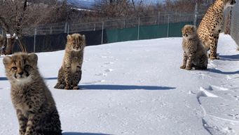 What a Snowy Week Can Teach Us About Resilience