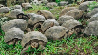 The Return of Giant Tortoises to the Galápagos