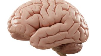 The Human Brain Runs On 20 Watts Of Power, About The Same As Your Computer Monitor