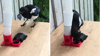 Magpies are pretty smart as birds go—so smart in fact that they now set an example with recycling trash