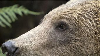Belitsa Park - A safe haven for former dancing bears in Bulgaria.