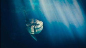 Ninety-five per cent of world's fish hide in mesopelagic zone