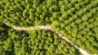 China's national reserve forests aid biodiversity