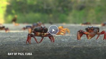 Crabs could be the unlikely hero the battery industry needs