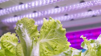 How is agritech helping to optimize the farming sector?