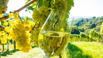 UNWTO GLOBAL CONFERENCE ON WINE TOURISM IN LA RIOJA, SPAIN: FORGING THE FUTURE OF SUSTAINABLE WINE TOURISM