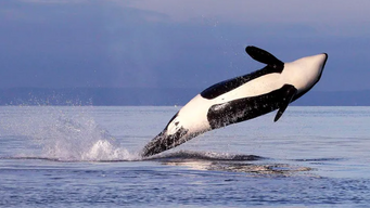 A Baby Boom for Orca and Humpback Whales