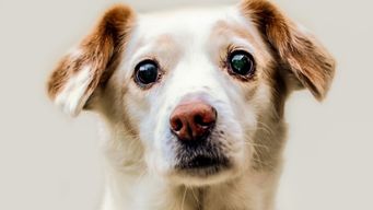 Será que faz sentido as empresas extenderem a licença de luto para os "amigos de 4 patas" dos colaboradores?