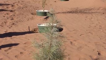 Groasis Waterboxx: Growing trees in the desert is now possible