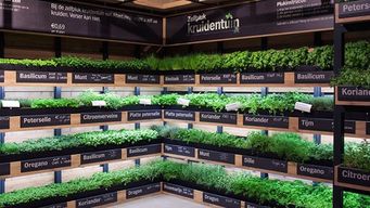 Supermarket Herb Gardens: Less Waste, Better Taste