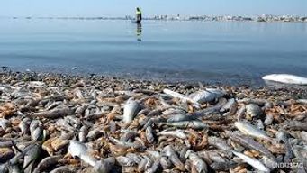 "Tenemos soluciones integrales para el Mar Menor que ya se han aplicado con éxito en Canadá"