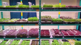 Hong Kong’s Urban Farming Pioneers