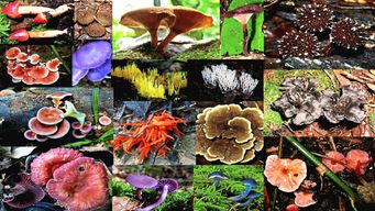 Prospecting for nature’s elixirs