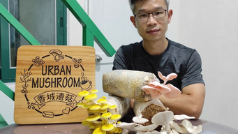 Organic mushrooms grown using Starbucks coffee grounds and cardboard: a Hong Kong farmer’s quest to build a sustainable business