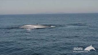 The coasts are alive with the sound of returning whales!