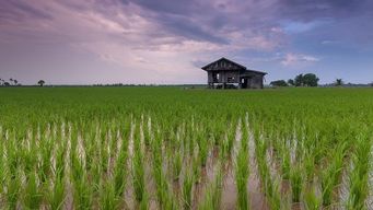 Growing rice with aquatic animals boosts production and reduces chemical use