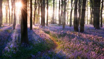 The EU Carbon Removal Certification Framework: a key building block in the race to net zero