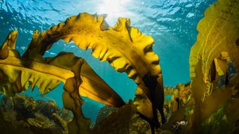 Seaweed - a sustainable packaging material?