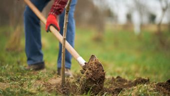 Une démonstration aux États-Unis montre que planter des arbres peut refroidir le climat d'une région