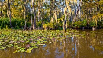 40-Acre Wetland Restored by Residents of N. Orleans’ Historic Lower Ninth
