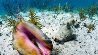 Speed Dating for...Mollusks?