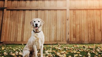 Man Sees Neighbor Needs a New Fence so Builds it for Her, for Free