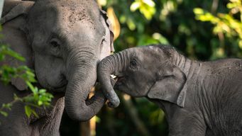 Phuket Elephant Nature Reserve: A Model for Sustainable and Ethical Wildlife Tourism