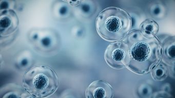 Stem cells from body fat may repair spinal fractures