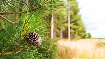 Why smelling a pine tree can instantly lift your mood