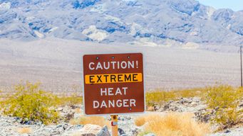 This Shrub Thrives in Death Valley’s Scorching Temperatures. Where Do Its Heat-Tolerant Superpowers Come From?
