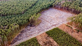 How AI's predictive power is helping to prevent deforestation