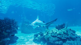 When design meets nature