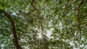 Rethinking Carbon Responsibility in Southeast Asia