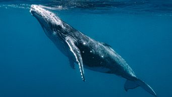 How NOAA Is Using Drones To Track Whales