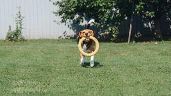 Eco-Friendly Dog Products: Sustainable Choices for Conscious Pet Parents