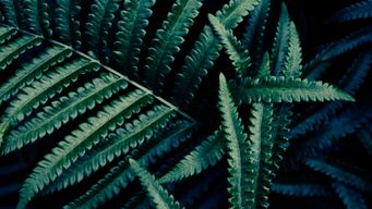 Plant ‘Breakthrough’ Could Help Ease Rare Earth Metal Crisis