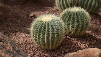 BLM, local off-highway groups remove graffiti from remote Gold King Mansion