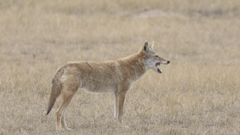 North America’s Largest Wildlife Overpass Opens for Animals to Safely Cross in Colorado