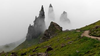 Wonderful Wildlife Recovery at Scotland's Rewilding Sites