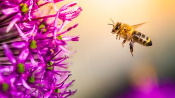 Scientists just discovered 5.6 million bees under a New York State cemetery